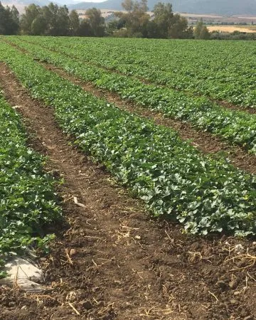 Paso 5: Cuidados del cultivo de melón