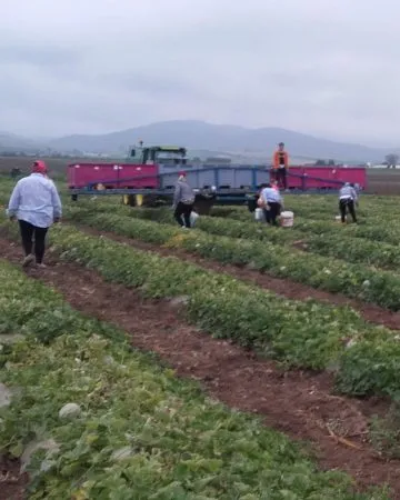 Paso 8: Recolección manual del melón